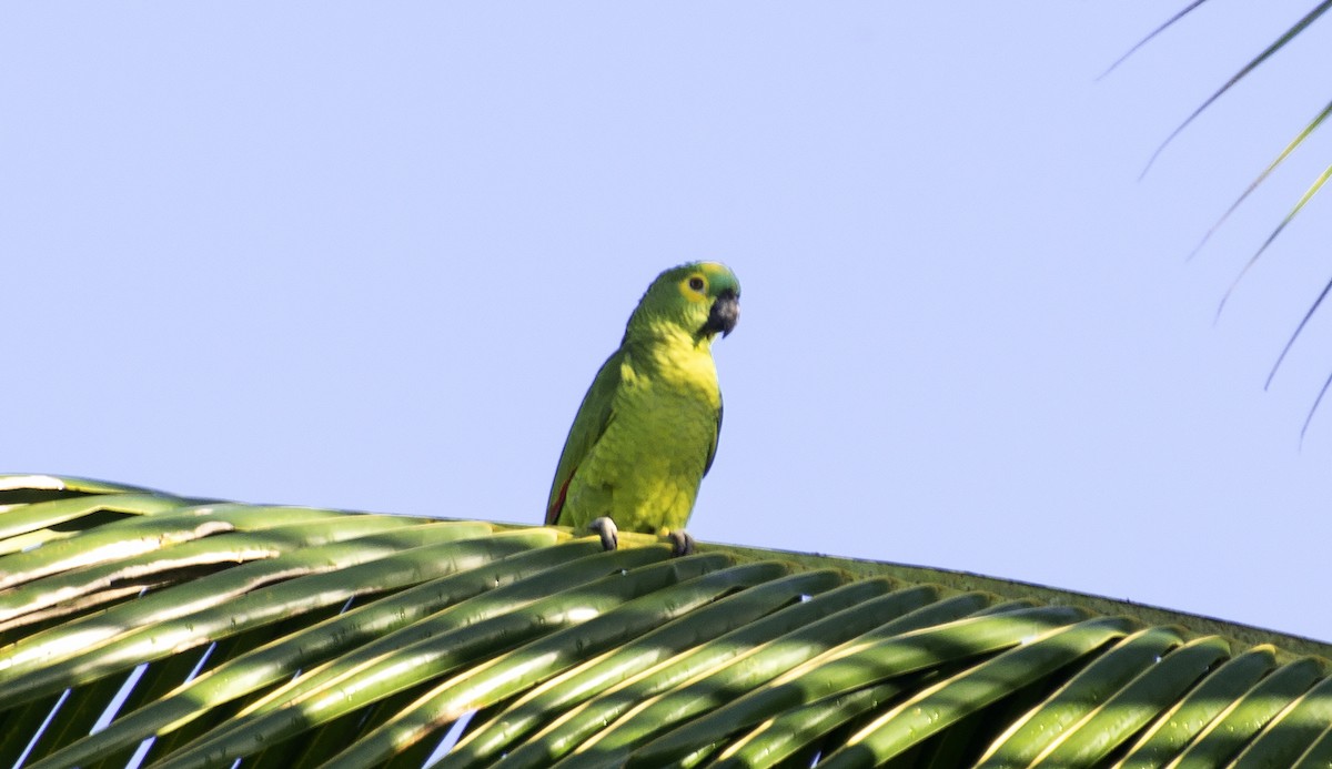 Turquoise-fronted Amazon - ML637944276