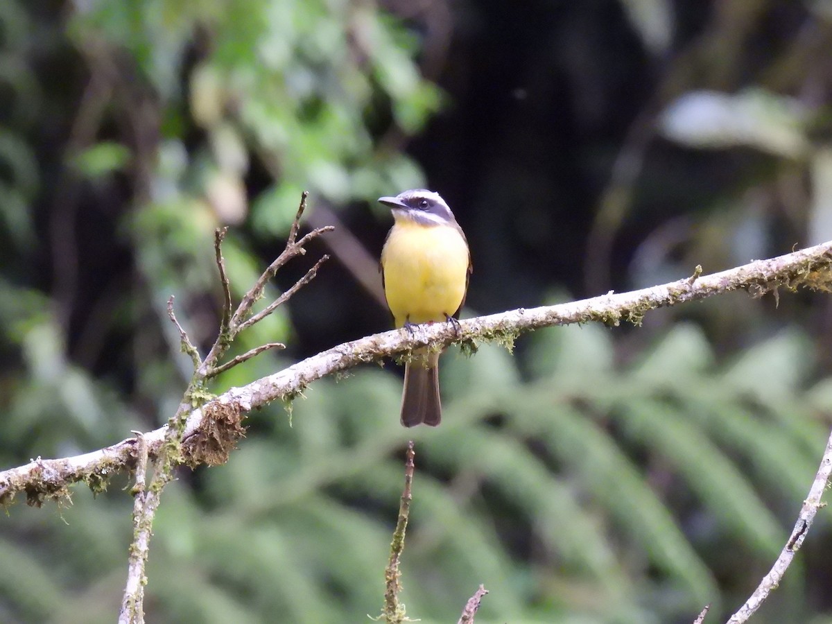 Golden-bellied Flycatcher - ML637944297