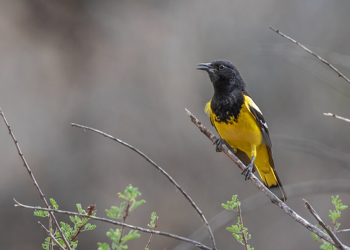Scott's Oriole - ML637944314