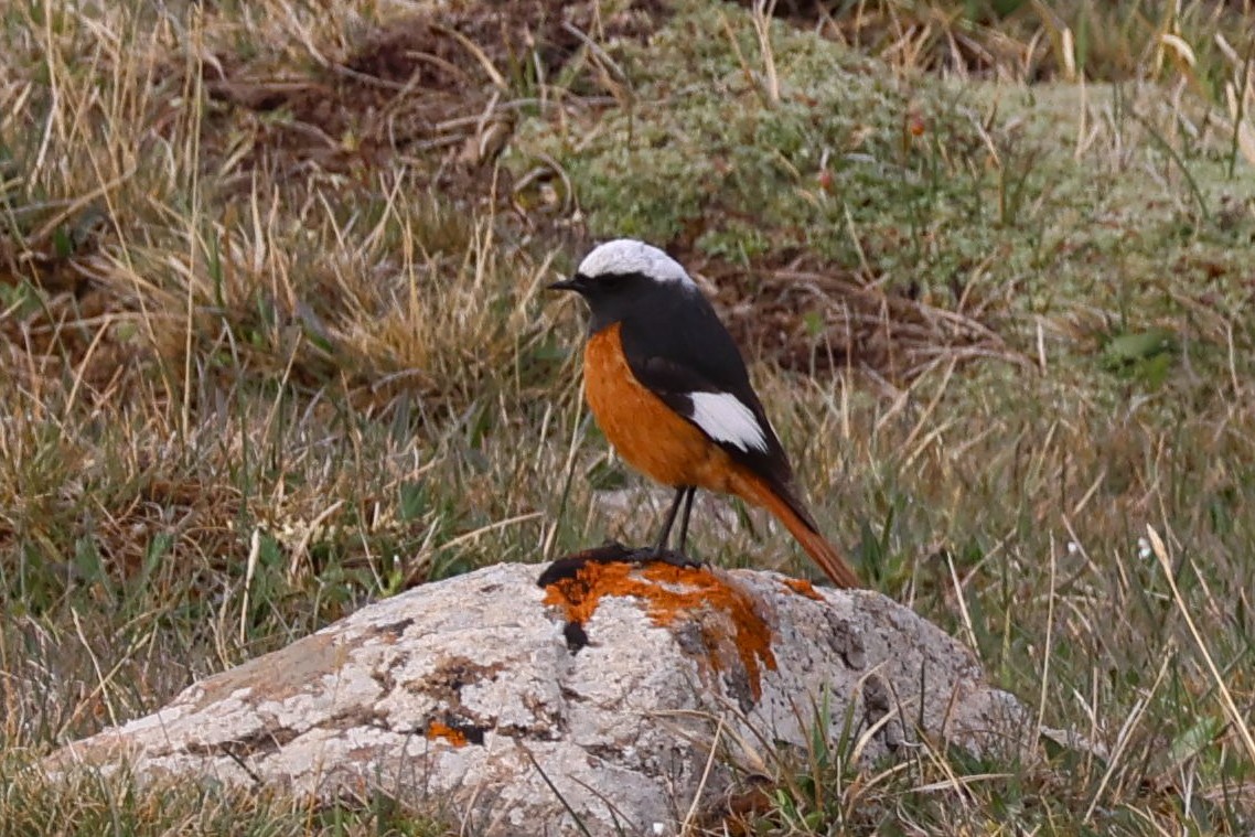 White-winged Redstart - ML637944358