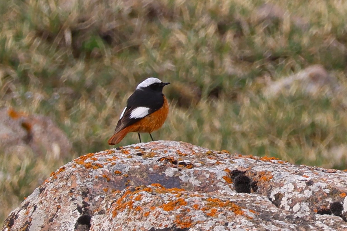 White-winged Redstart - ML637944359