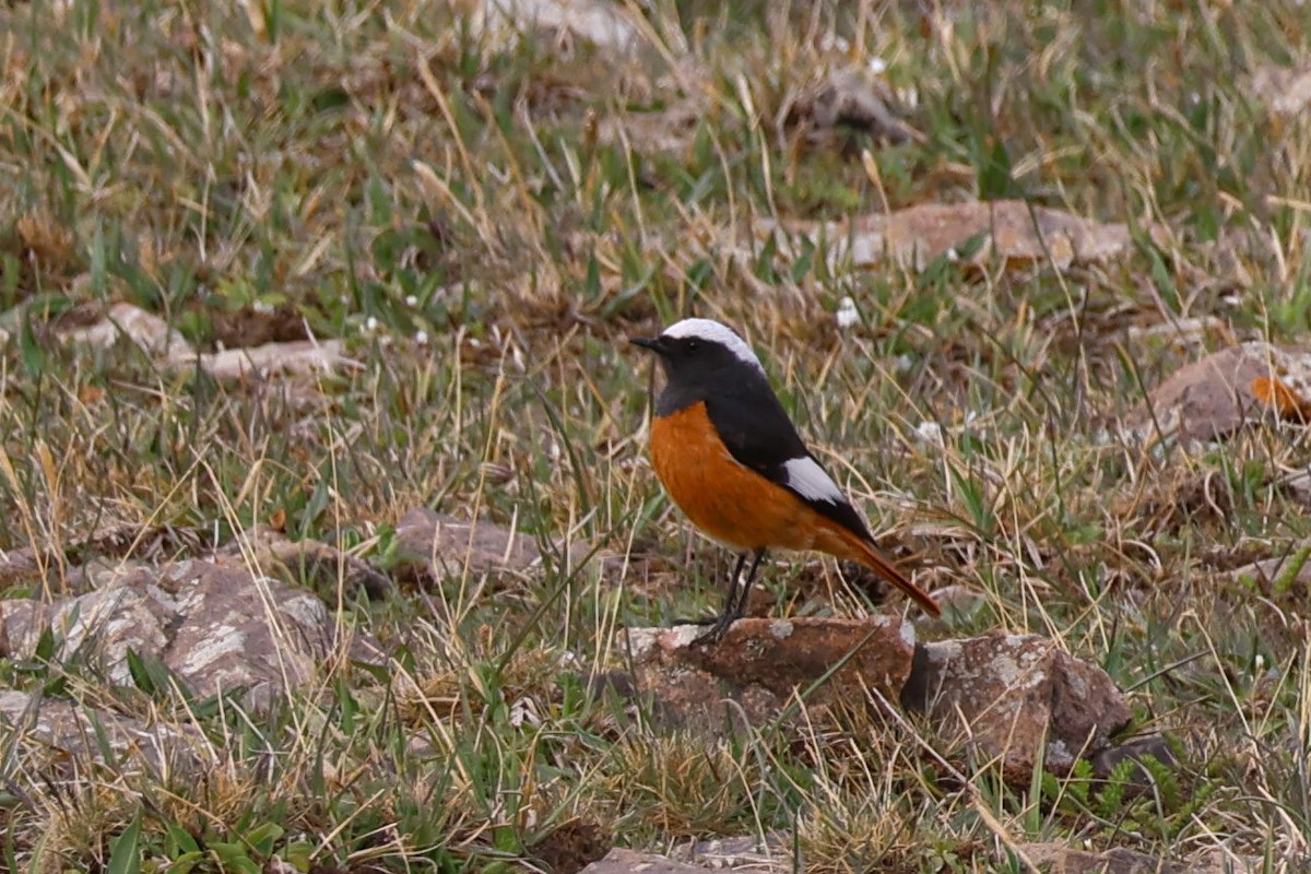 White-winged Redstart - ML637944361