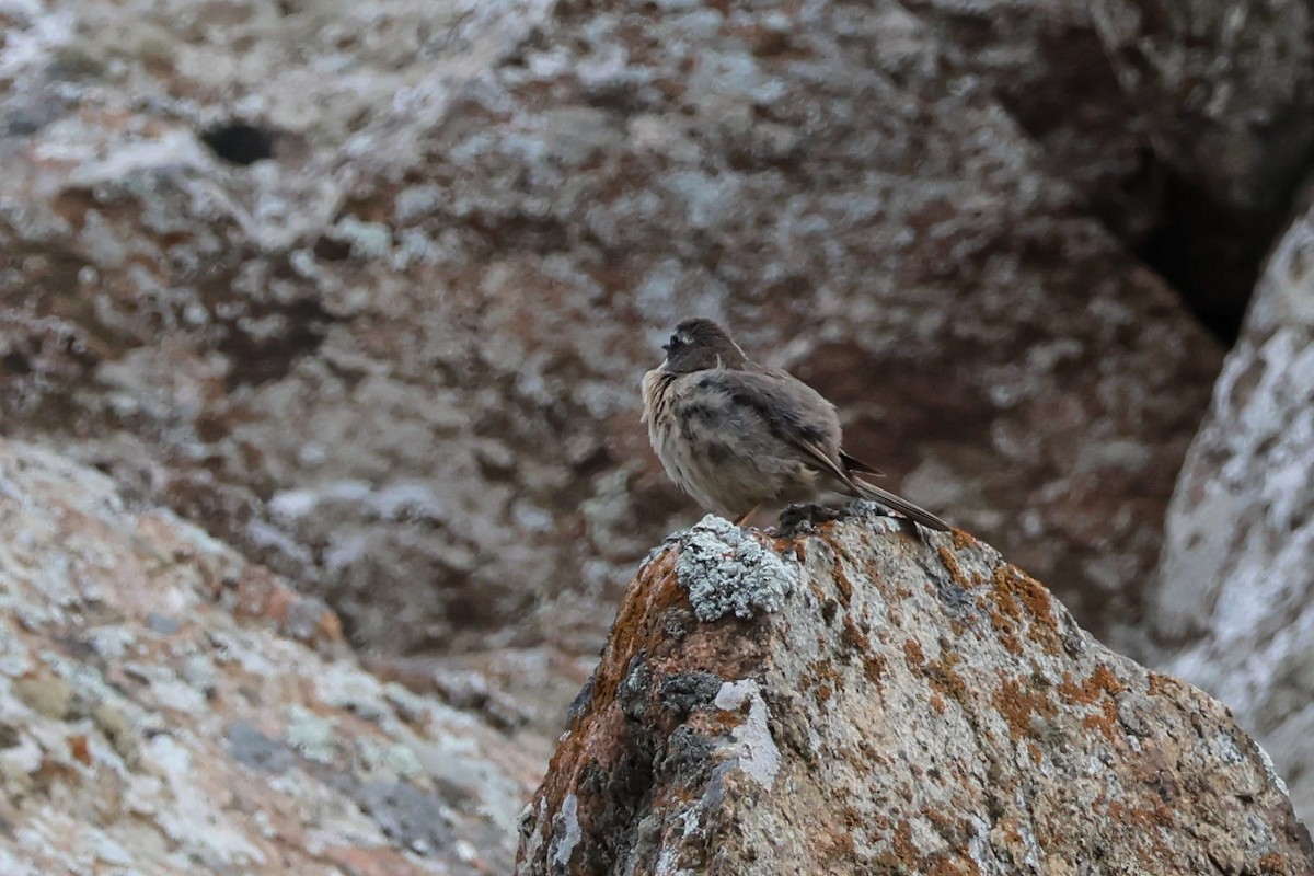 Brown Accentor - ML637944398