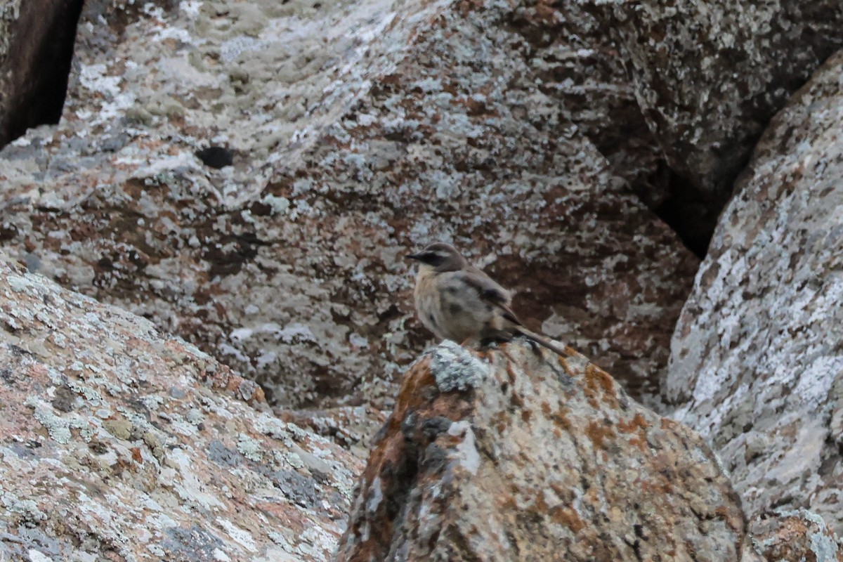 Brown Accentor - ML637944399