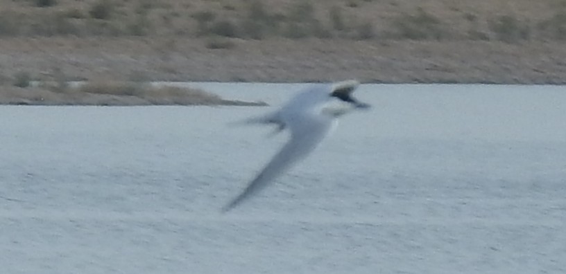 Gull-billed Tern - ML637944433