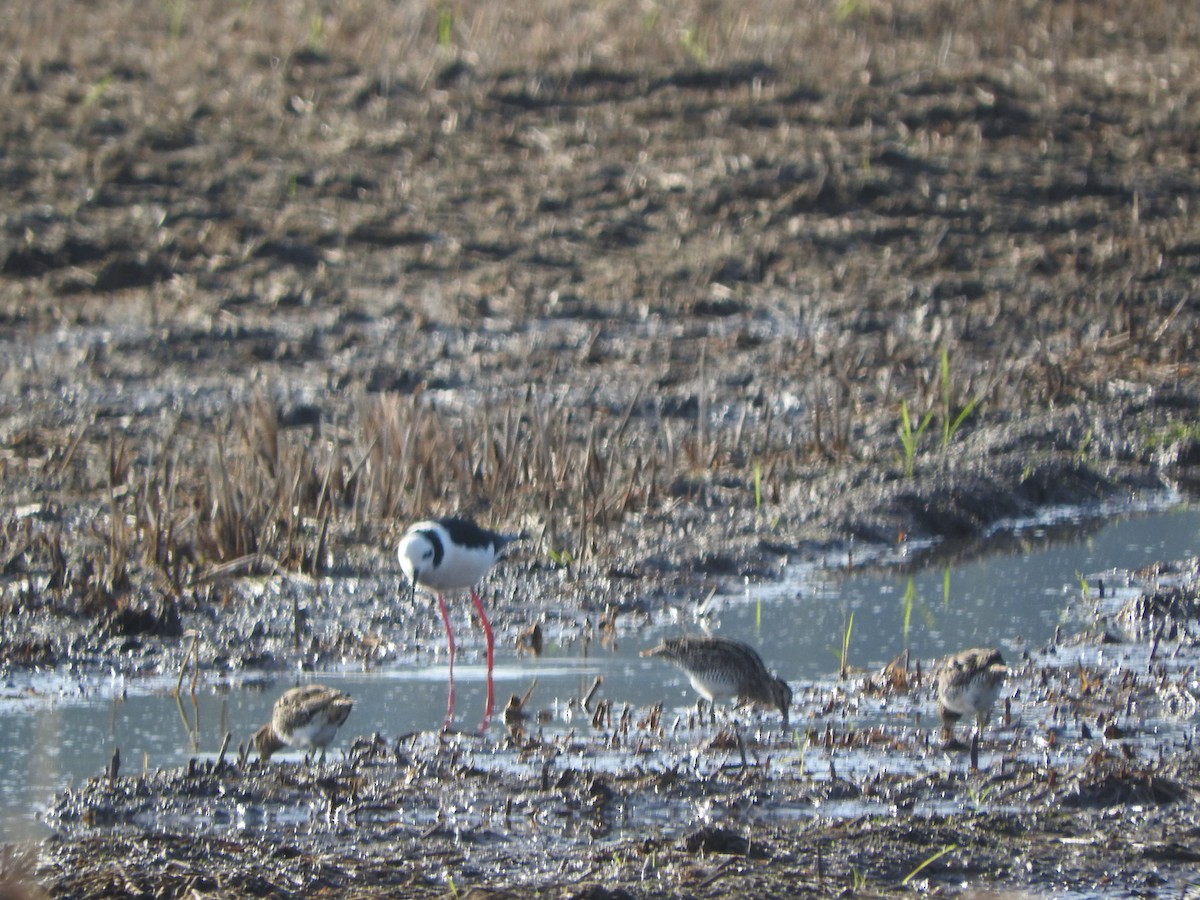 Pantanal Snipe - ML637944474