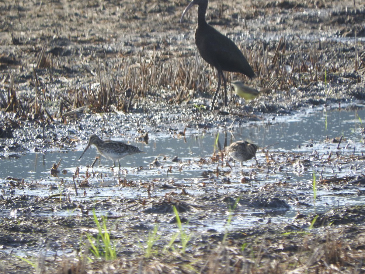 Pantanal Snipe - ML637944475