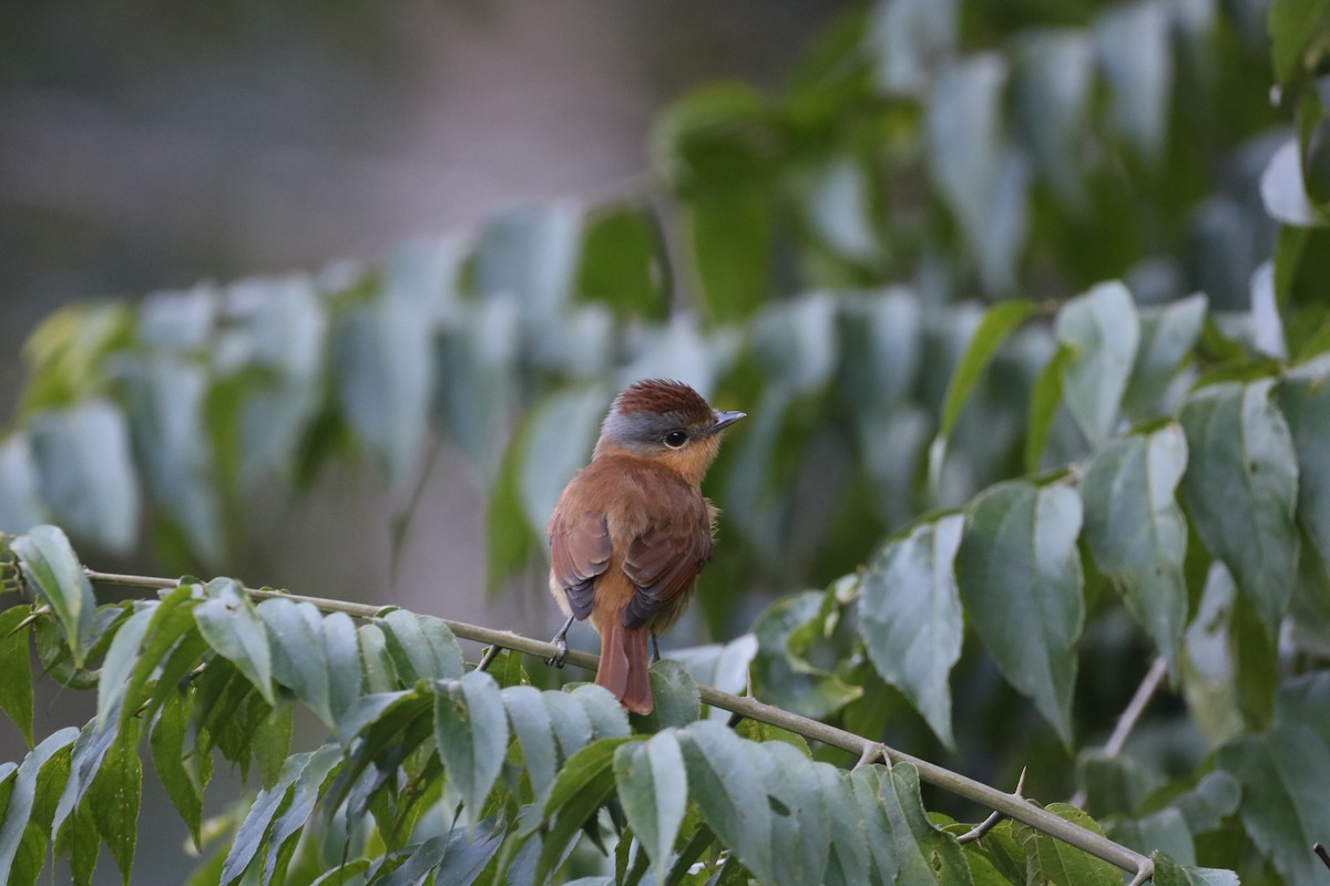 Chestnut-crowned Becard - ML637944484