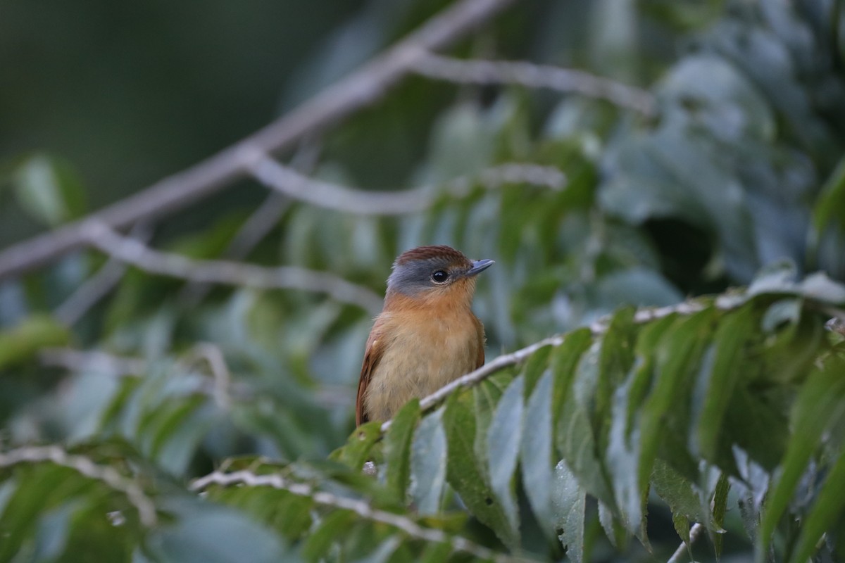 Chestnut-crowned Becard - ML637944488