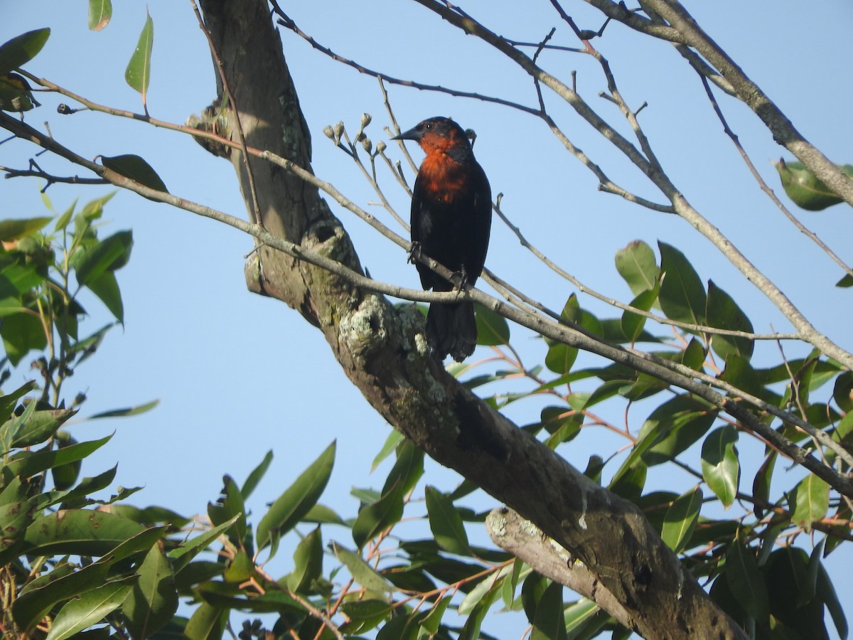 Scarlet-headed Blackbird - ML637944520