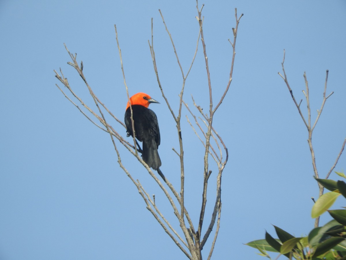 Scarlet-headed Blackbird - ML637944521