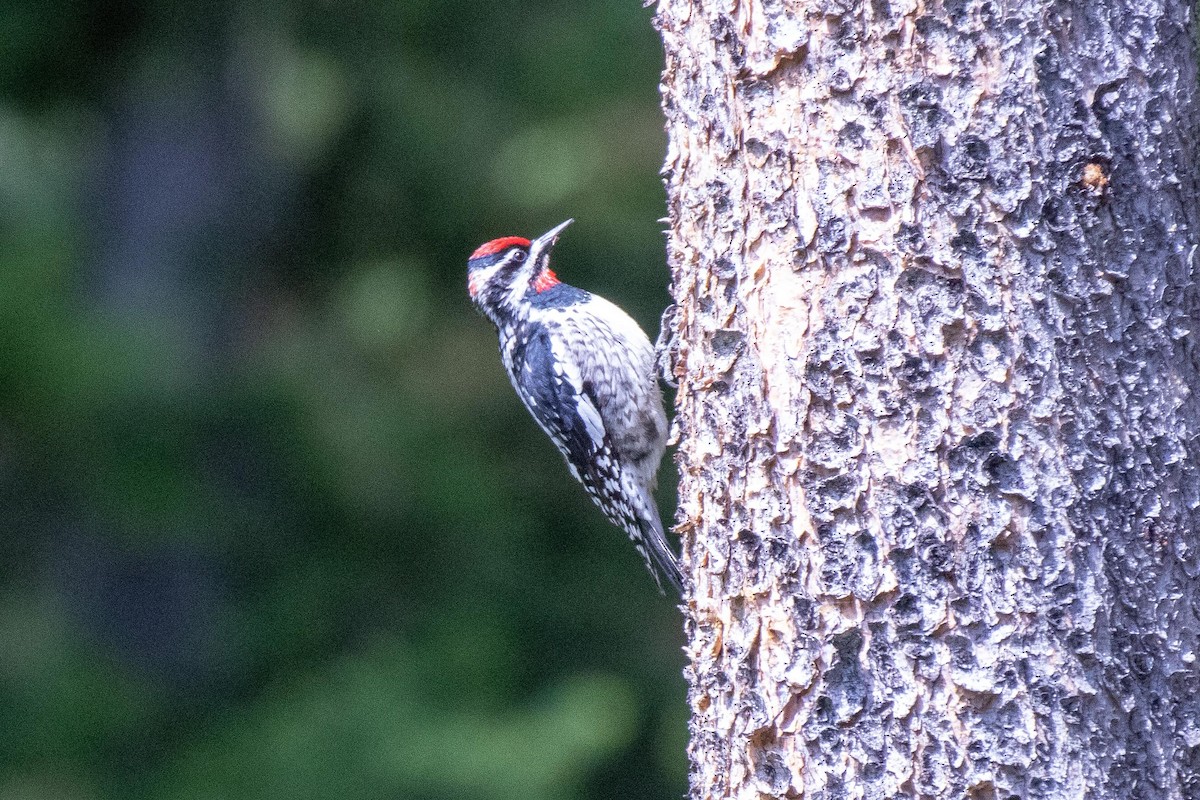 Red-naped Sapsucker - ML637944543