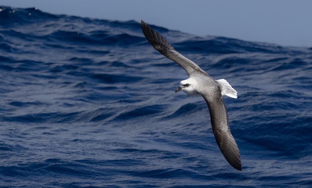 White-headed Petrel - ML637944560