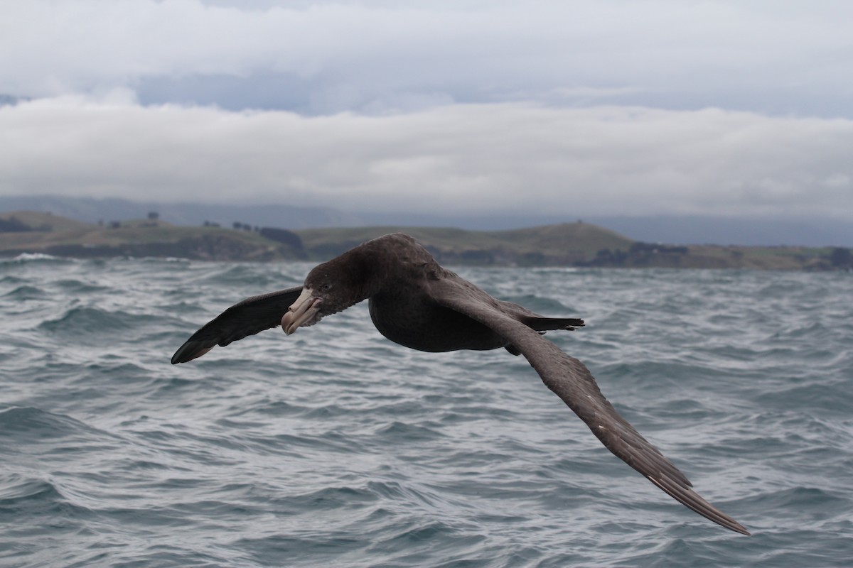 Northern Giant-Petrel - ML637944585