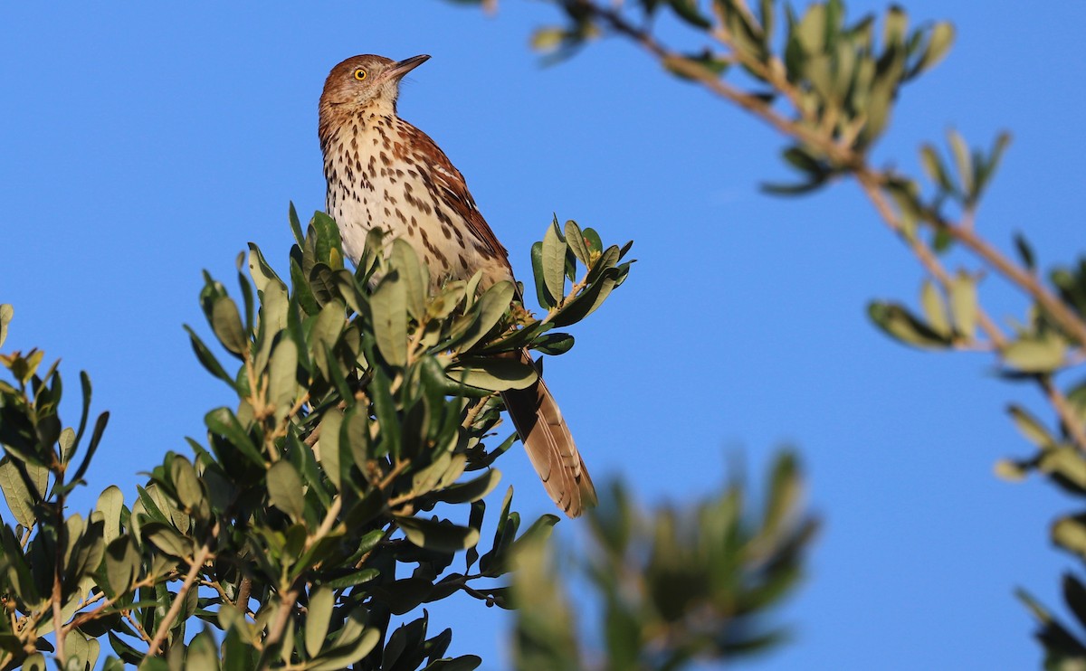 Brown Thrasher - ML637944615