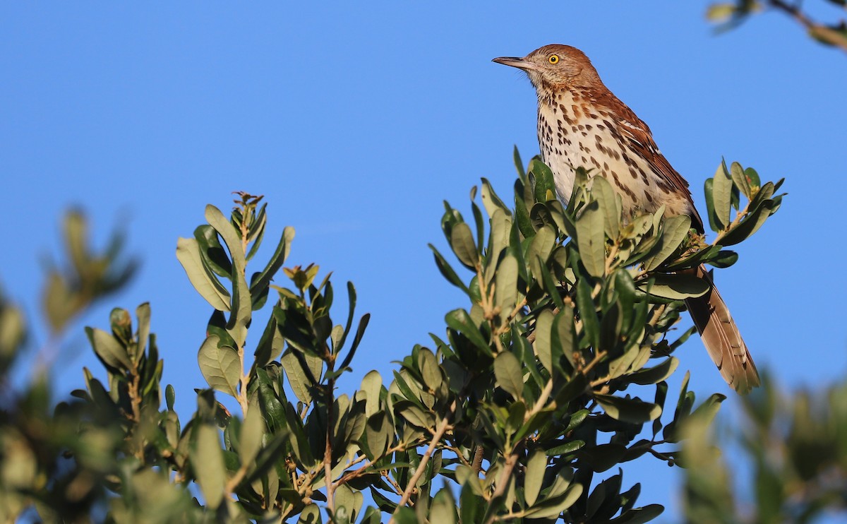 Brown Thrasher - ML637944619