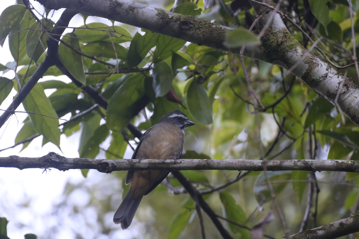 Green-winged Saltator - ML637944627