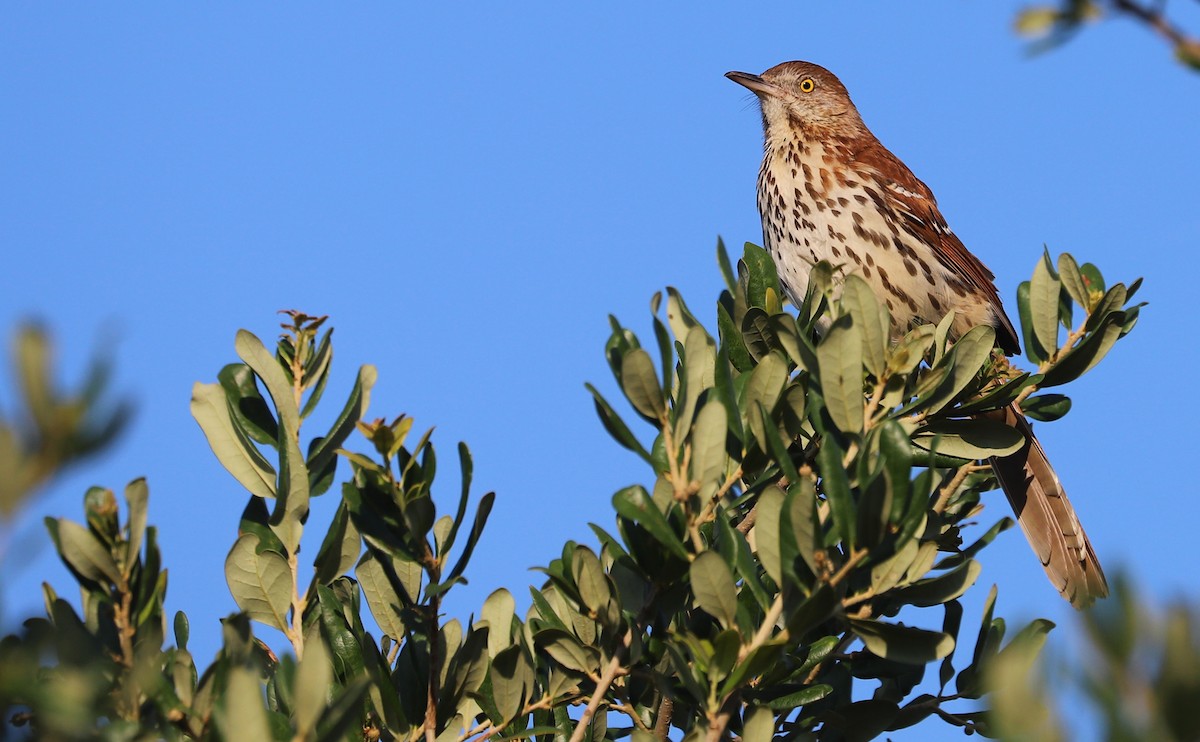 Brown Thrasher - ML637944629