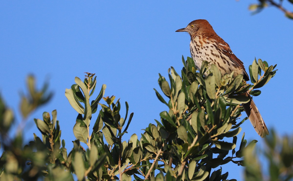 Brown Thrasher - ML637944634