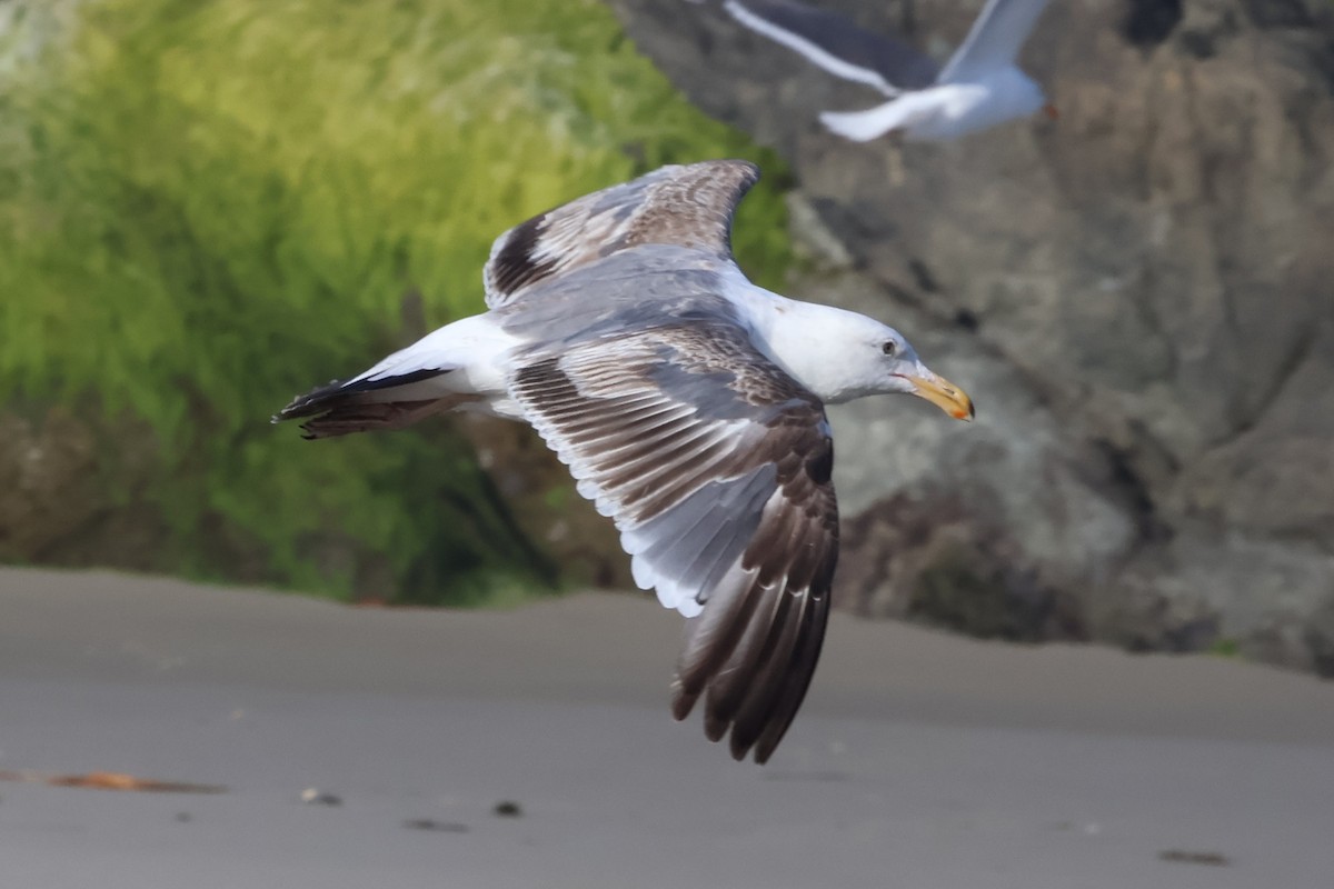 Western Gull - ML637944725