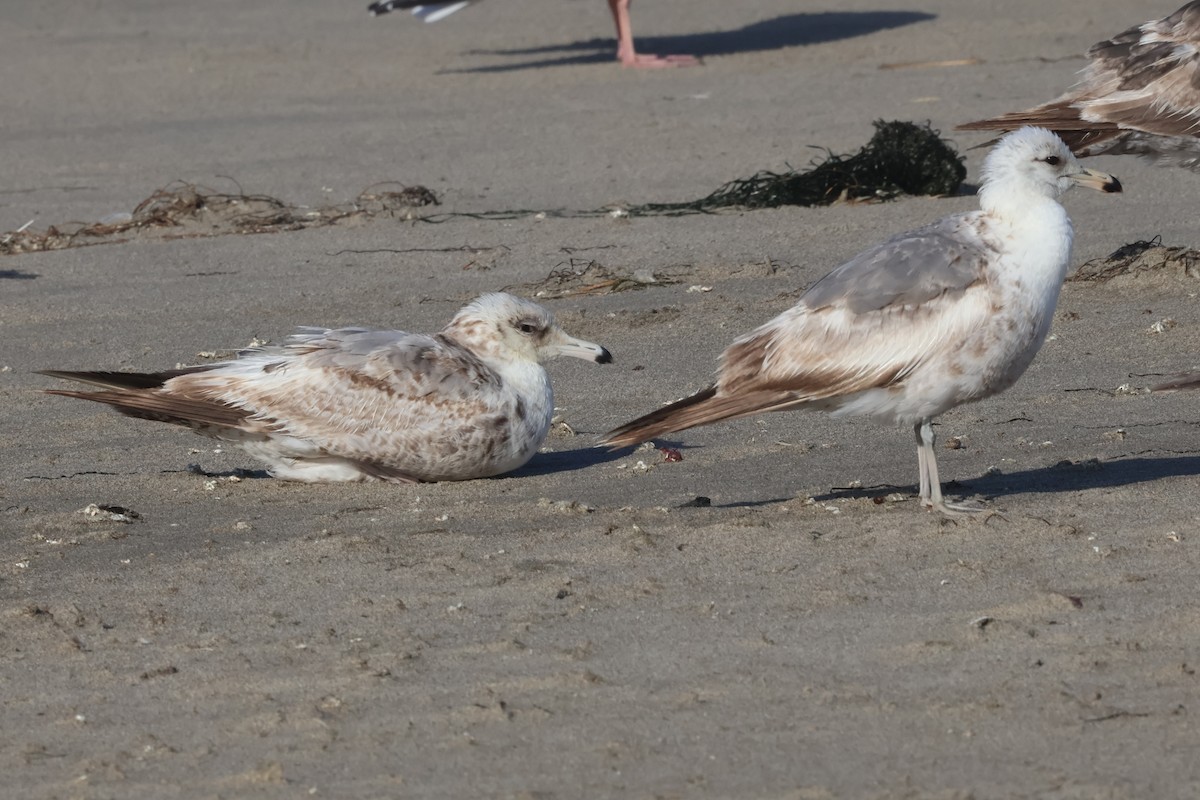 California Gull (californicus) - ML637944732