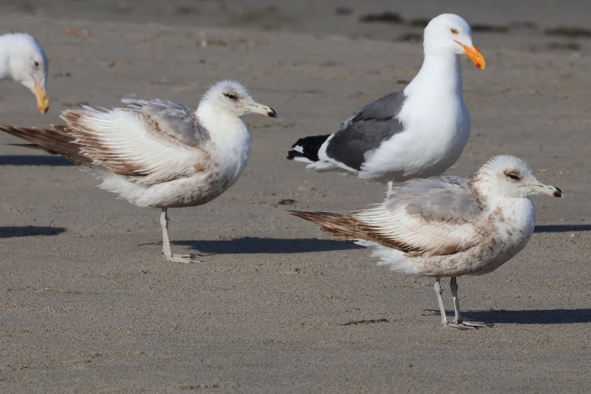 California Gull (californicus) - ML637944734