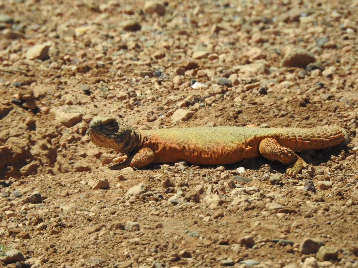 Animals - ML637944752