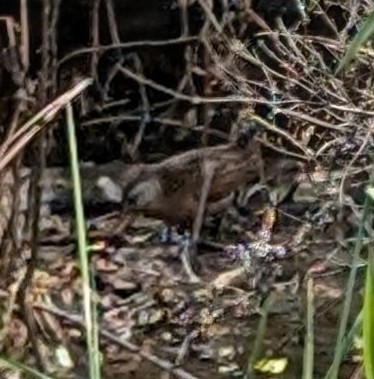 Virginia Rail - ML637944780