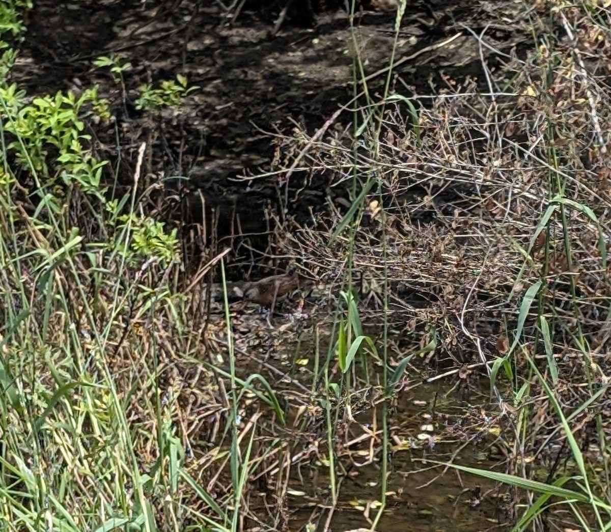Virginia Rail - ML637944796