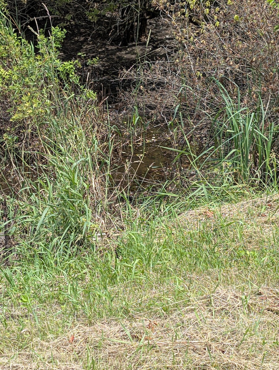 Virginia Rail - ML637944797