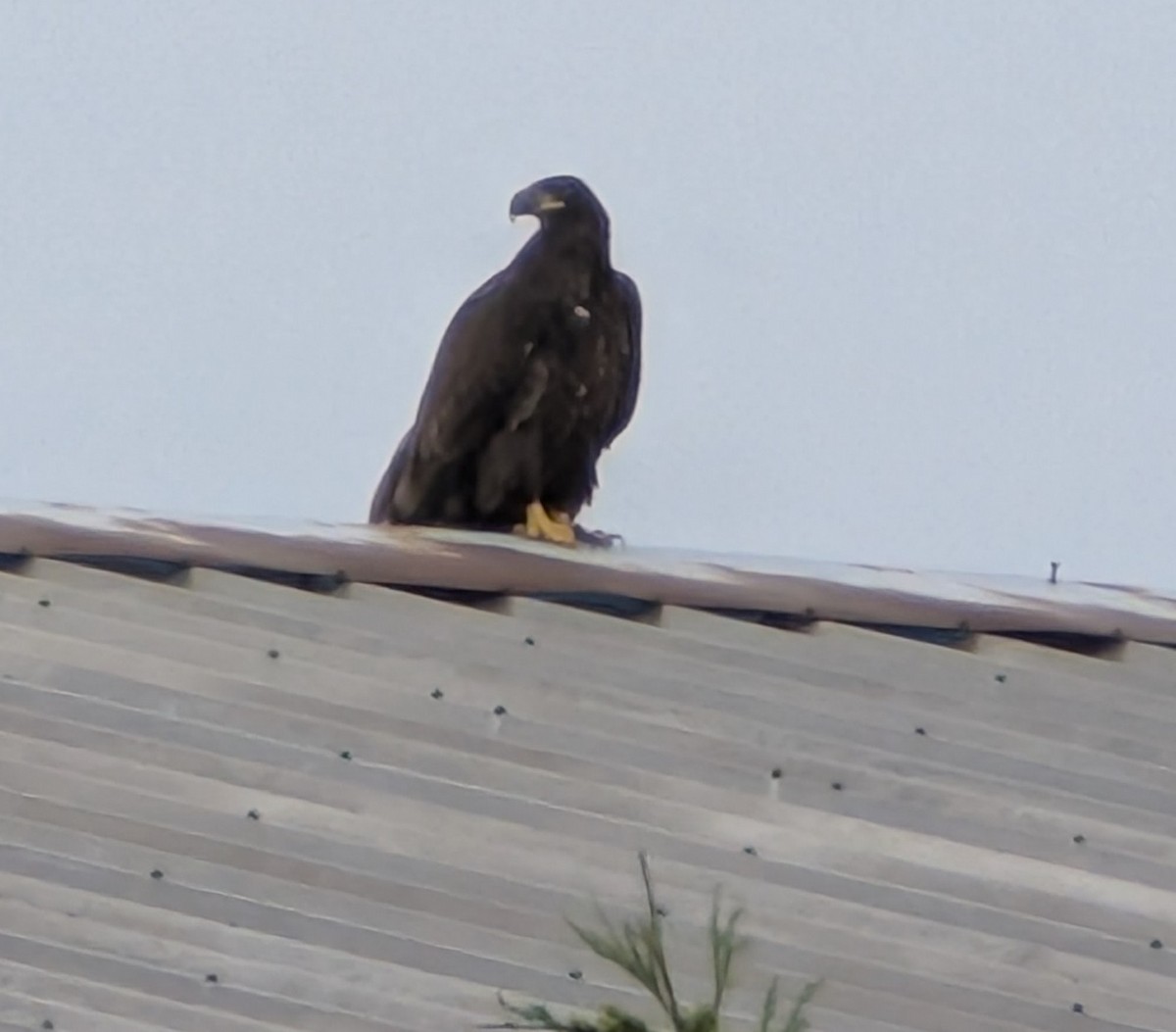 Bald Eagle - ML637944828