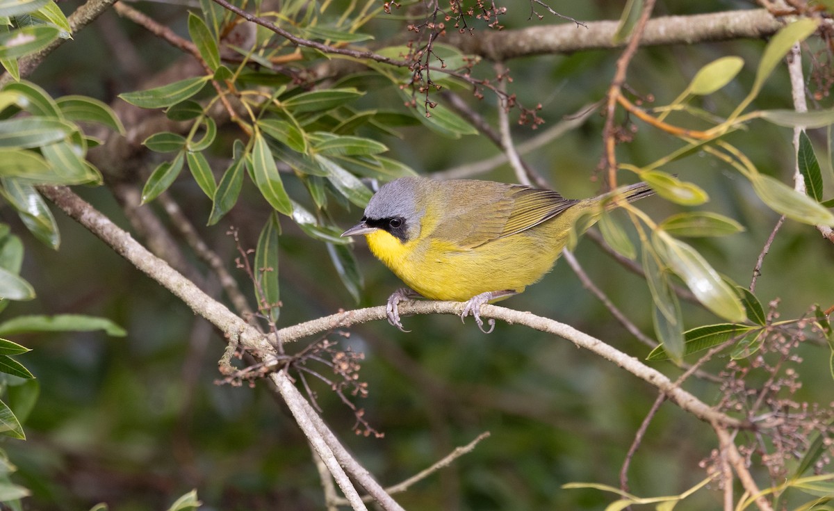 Southern Yellowthroat - ML637944871