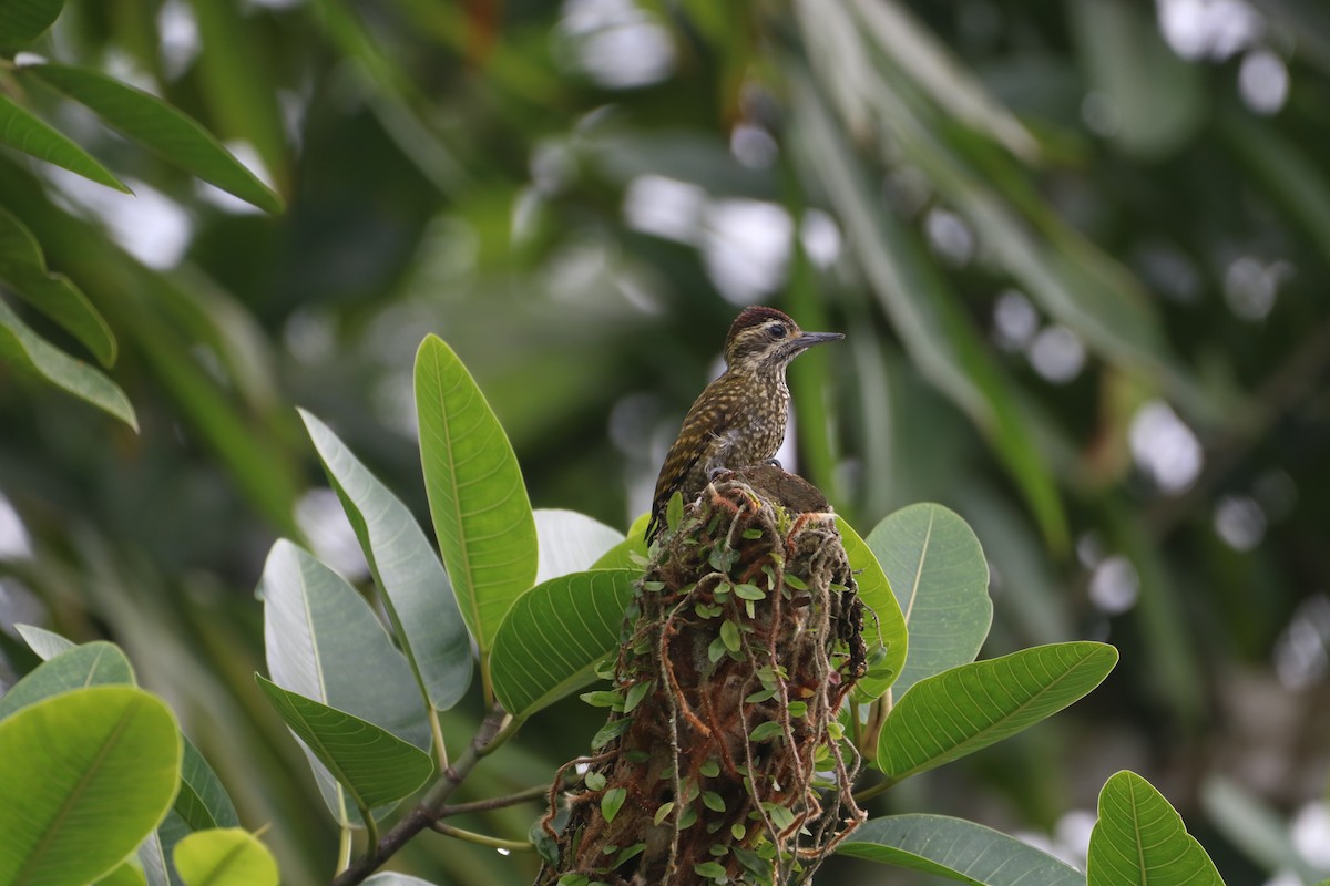 White-spotted Woodpecker - ML637944880