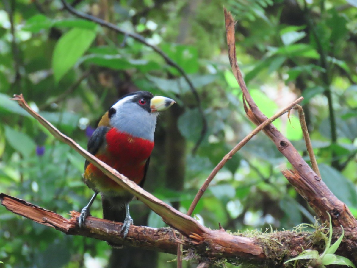 Toucan Barbet - ML637944882