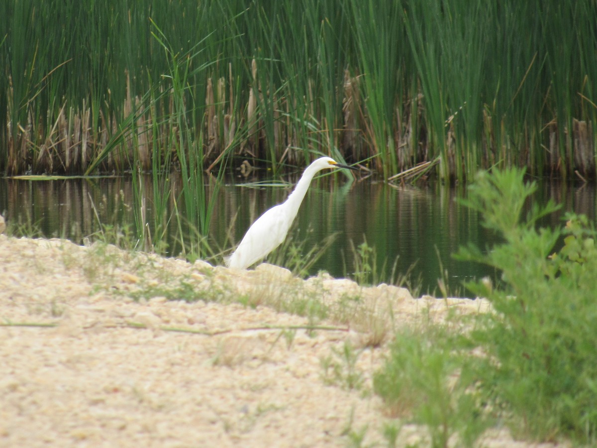 Snowy Egret - ML637944897