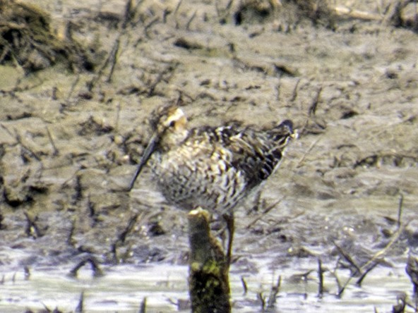 Stilt Sandpiper - ML637944952