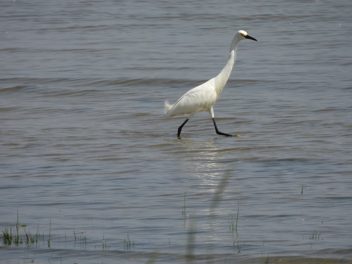 Snowy Egret - ML637944959