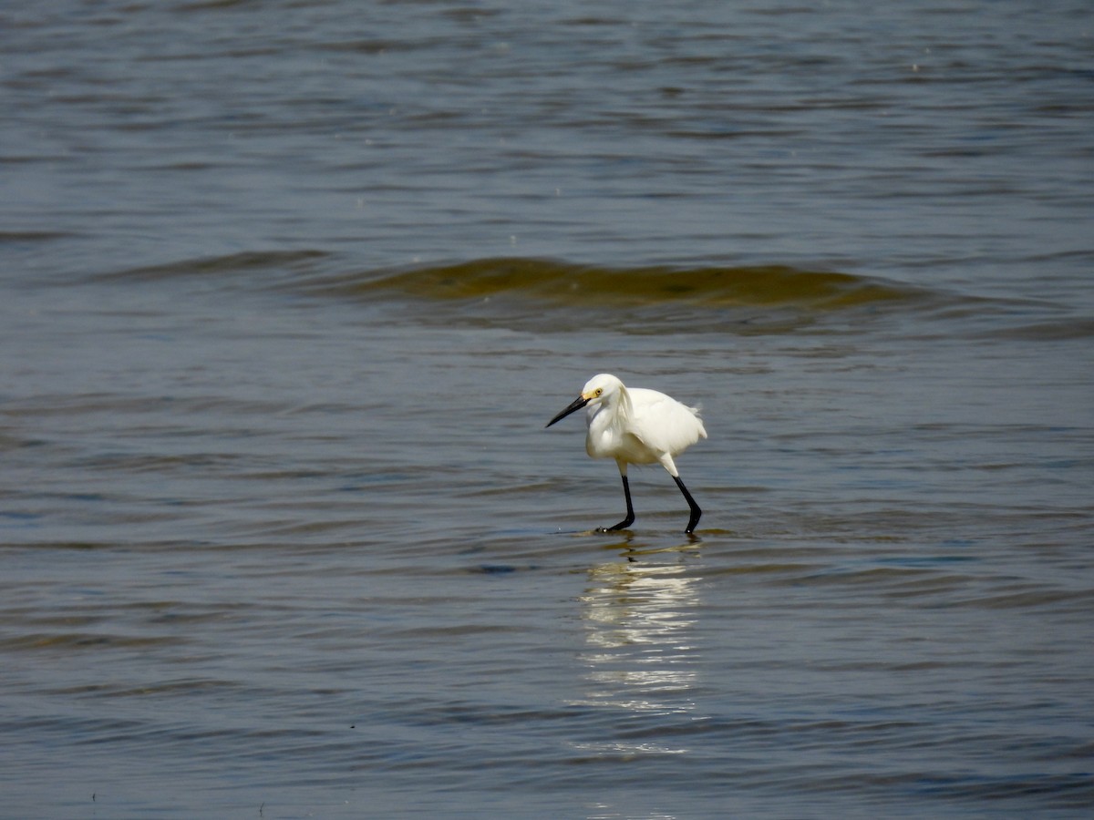 Snowy Egret - ML637944962