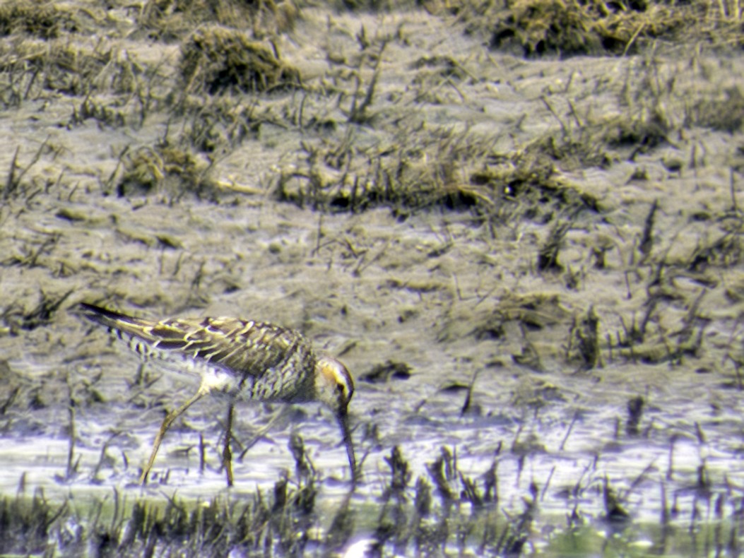 Stilt Sandpiper - ML637944977