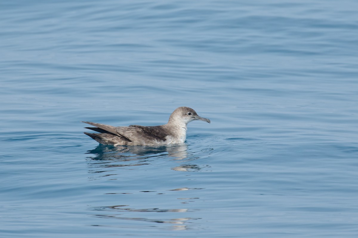 Balearic Shearwater - ML637944978