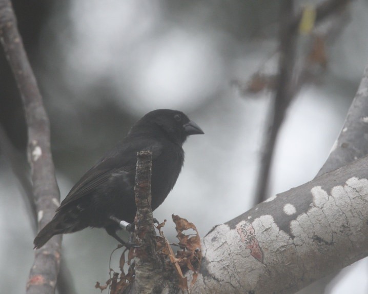 Common Cactus-Finch - ML637944995
