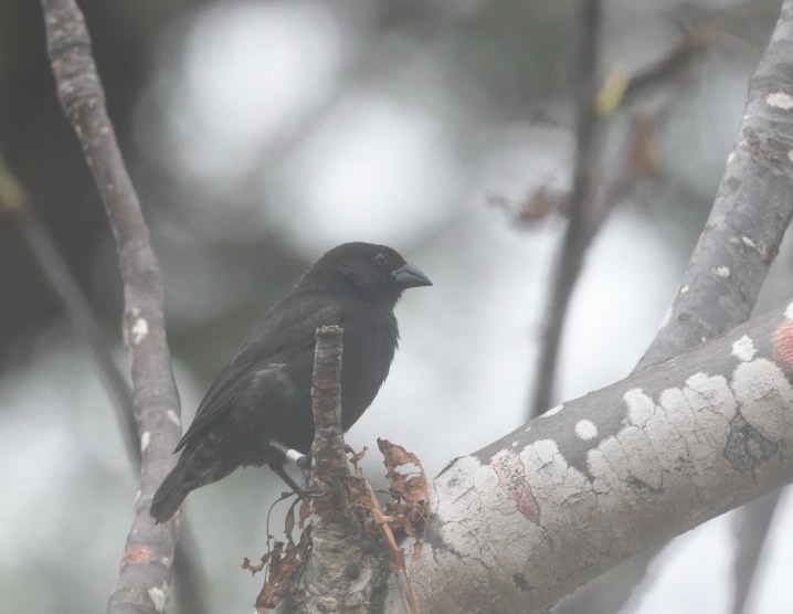 Common Cactus-Finch - ML637945002