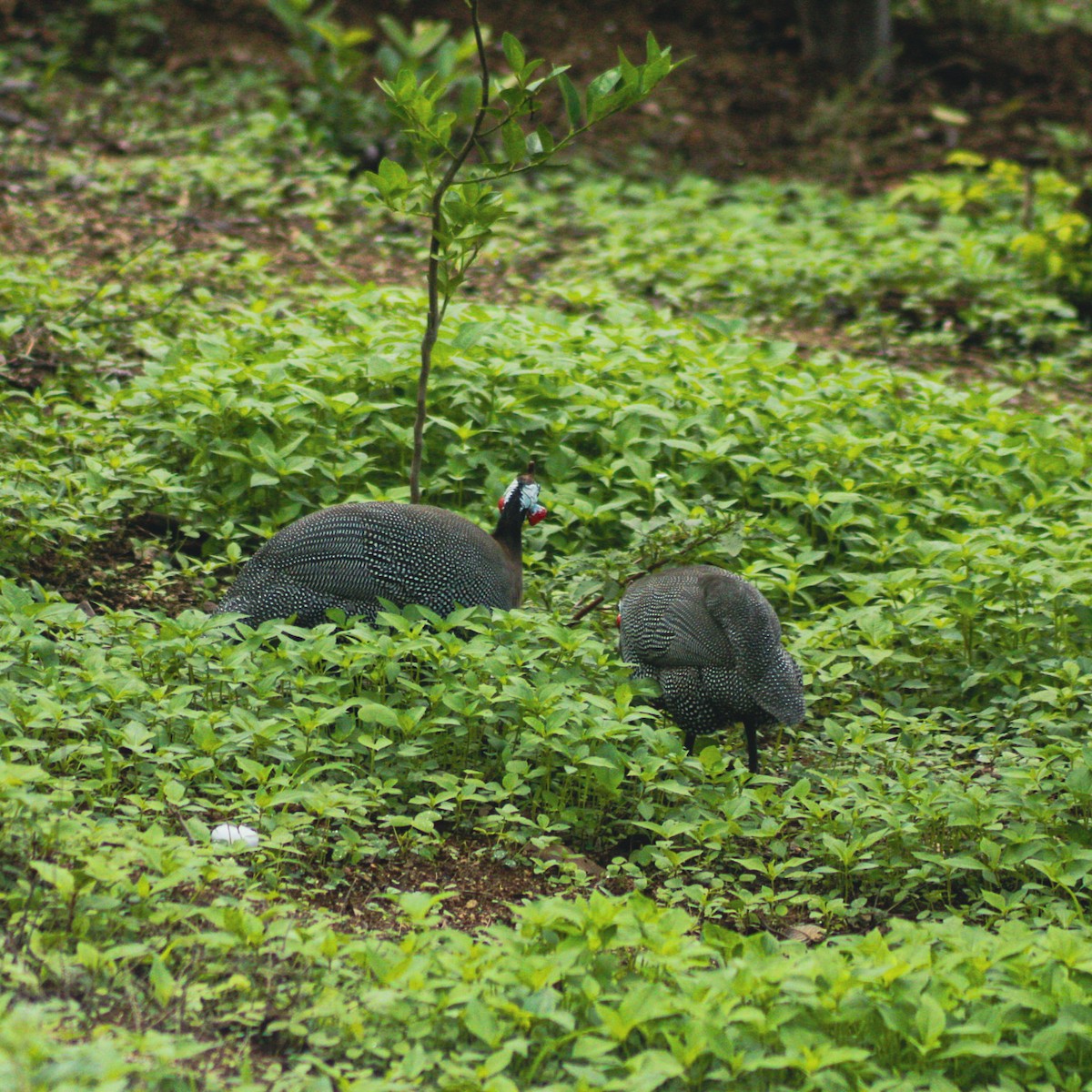 Helmeted Guineafowl (Domestic type) - ML637945006