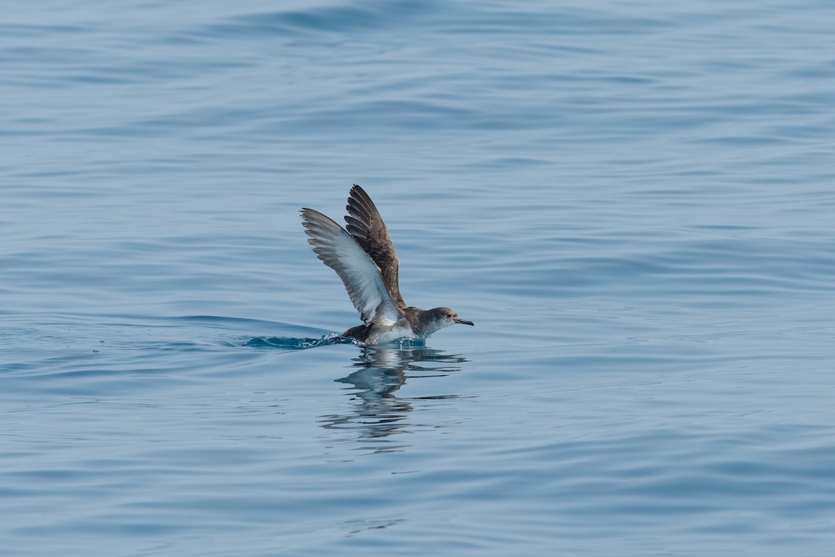 Balearic Shearwater - ML637945009
