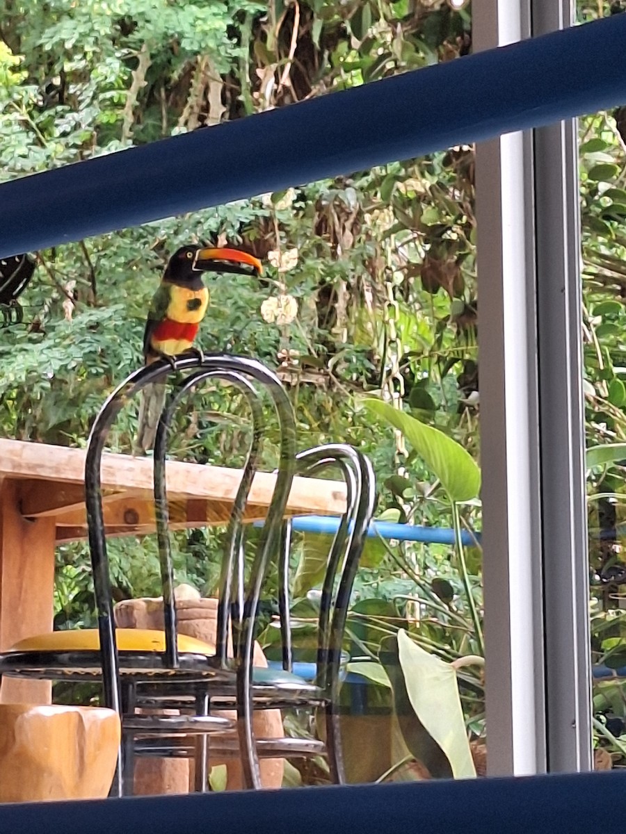 Fiery-billed Aracari - ML637945018