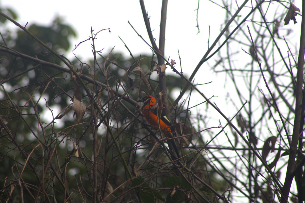 Orange-backed Troupial - ML637945090