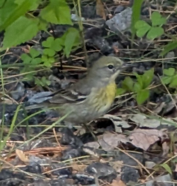 Pine Warbler - ML637945103
