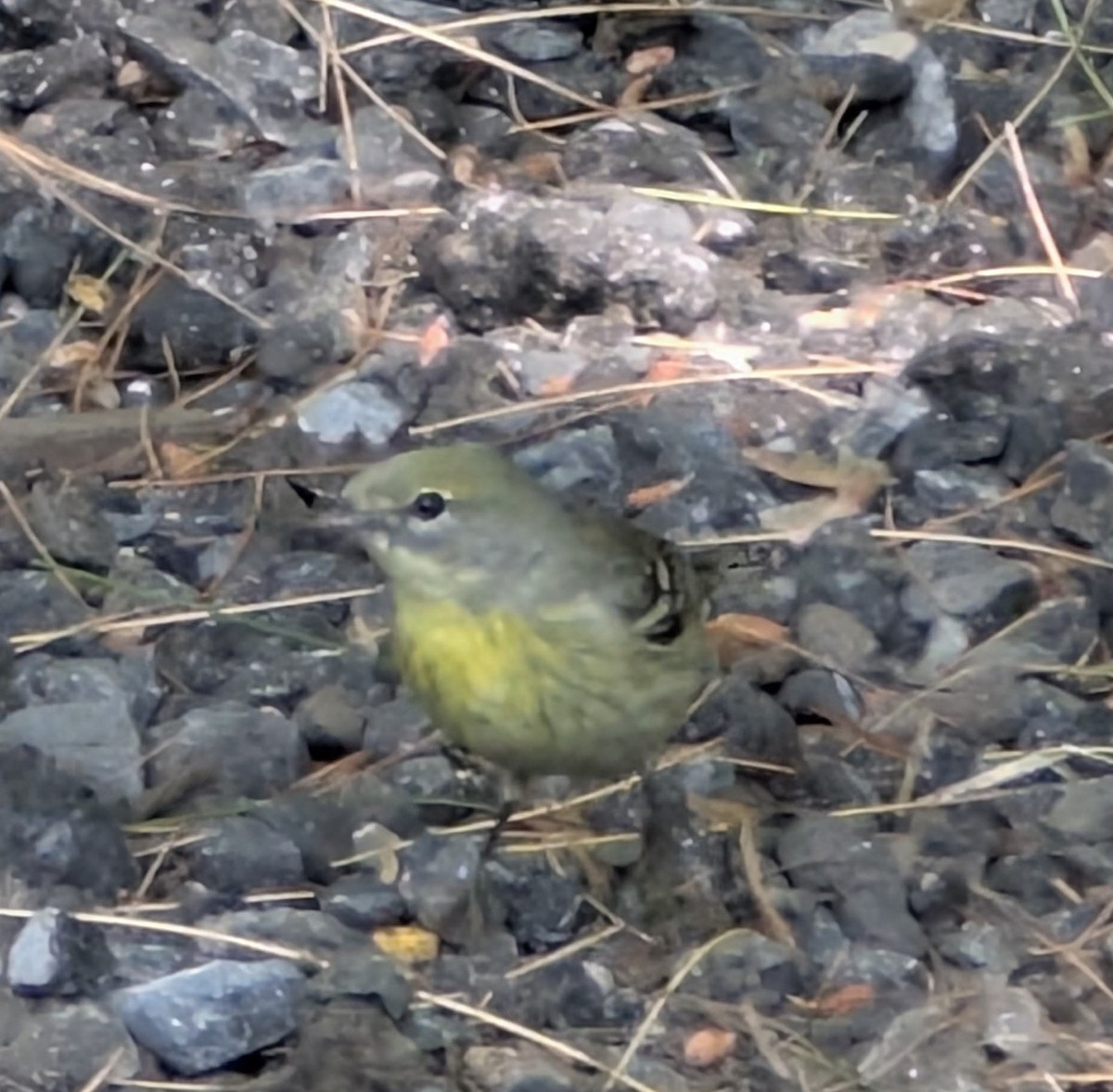 Pine Warbler - ML637945104