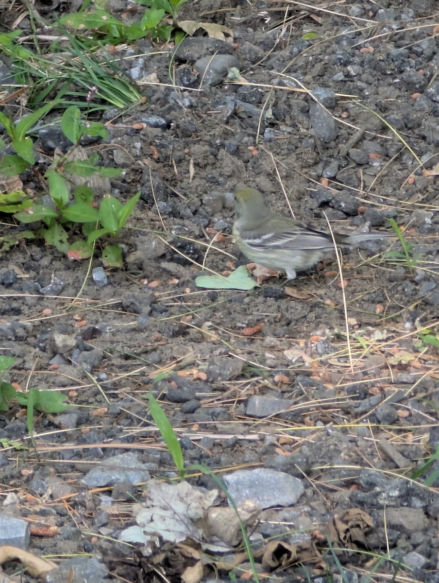 Pine Warbler - ML637945105