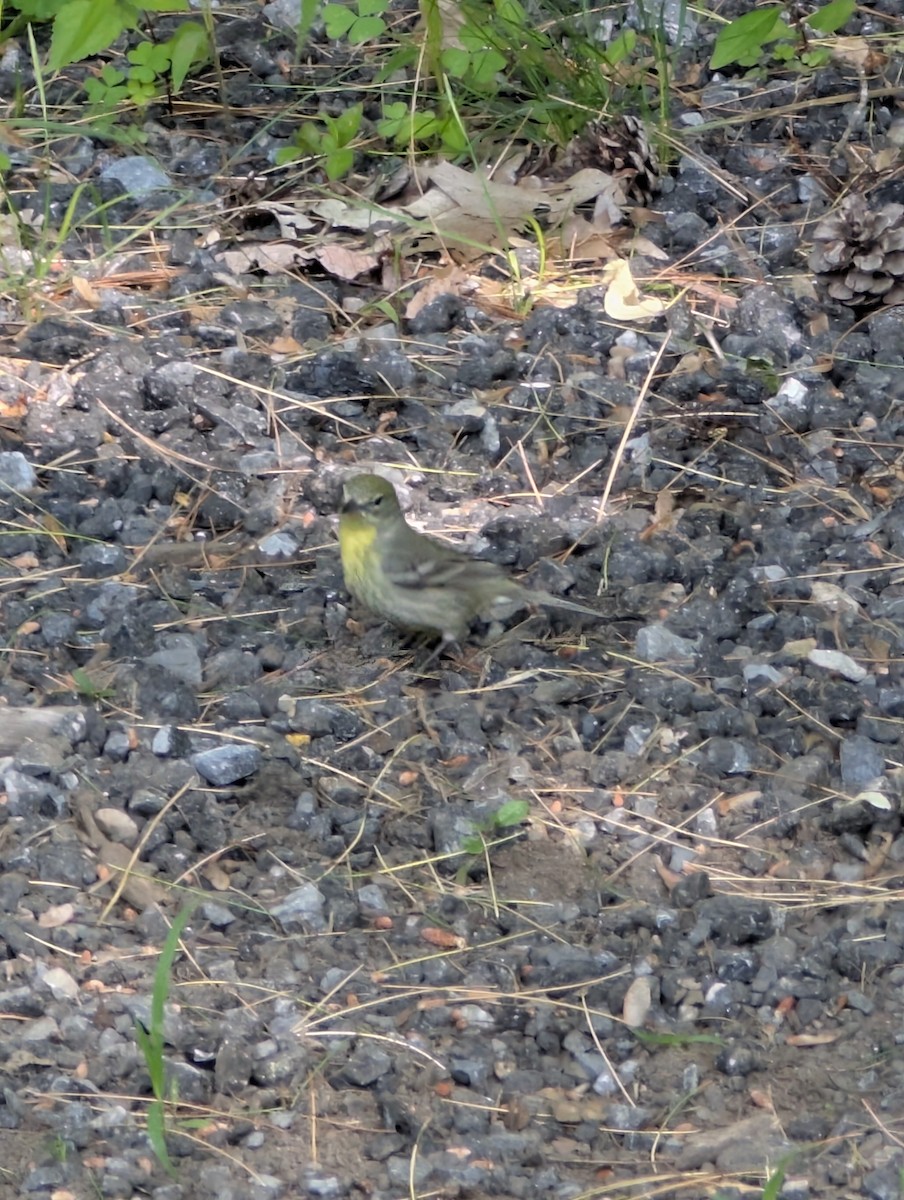 Pine Warbler - ML637945106